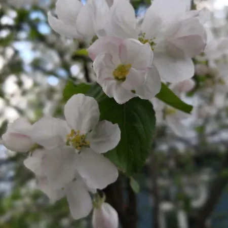 Appartement Airport Mint House