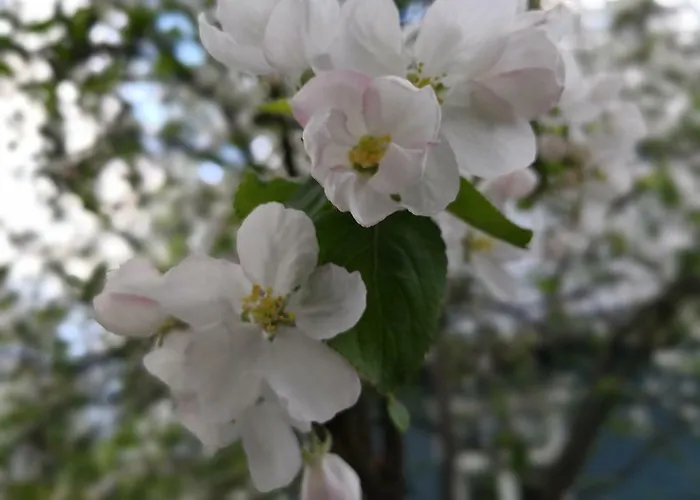 דירה Airport Mint House